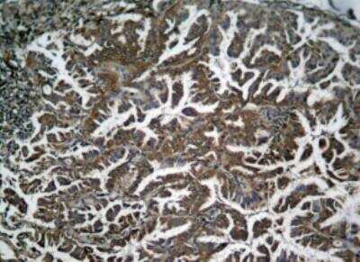 Immunohistochemistry-Paraffin: RelA/NFkB p65 [p Ser536] Antibody [NB100-82088]